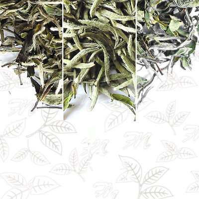 OEMの解毒の平らな腫瘍の茶従来の草の減量の茶中立葉の包装