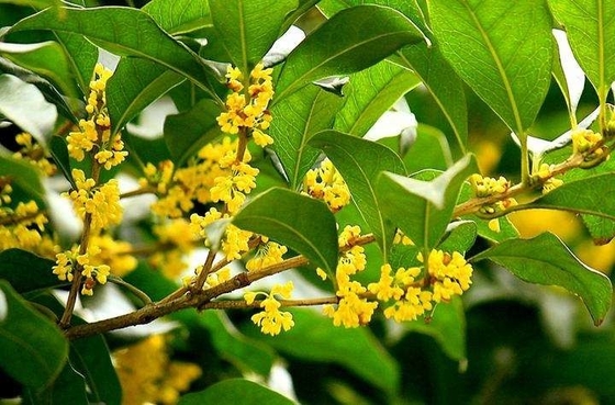 天然有機葉茶キンモクセイ紅茶の健康的な代替品